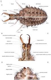 Attēlu rezultāti vaicājumam “Myrmeleontidae imago”