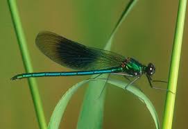 Attēlu rezultāti vaicājumam “Calopteryx splendens”