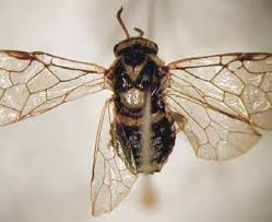 Attēlu rezultāti vaicājumam “Gilpinia”