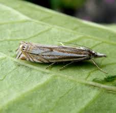 Attēlu rezultāti vaicājumam “Crambus lathoniellus”