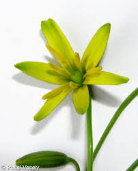 Attēlu rezultāti vaicājumam “Gagea lutea”