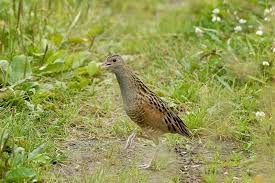 Attēlu rezultāti vaicājumam “Crex crex adult”