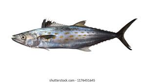 Image result for Scomberomorus maculatus