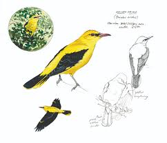 Attēlu rezultāti vaicājumam “Oriolus oriolus”