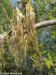 Attēlu rezultāti vaicājumam “Acer negundo female flower”