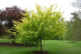 Attēlu rezultāti vaicājumam “Acer campestre”