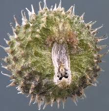 Attēlu rezultāti vaicājumam “Galium aparine fruit”