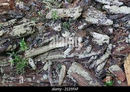 Attēlu rezultāti vaicājumam “Cribraria argillacea sessile”