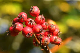 Attēlu rezultāti vaicājumam “Crataegus persimilis fruit”