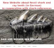 Image result for Sphyrna corona