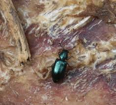 Attēlu rezultāti vaicājumam “Necrobia violacea”