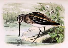 Image result for Lymnocryptes minimus