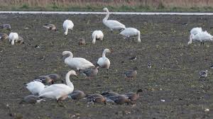 Attēlu rezultāti vaicājumam “Anser serrirostris adult”