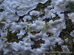 Attēlu rezultāti vaicājumam “Postia sericeomollis”