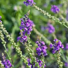 Image result for Linaria purpurea