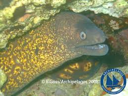 Image result for Muraena helena