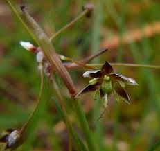 Attēlu rezultāti vaicājumam “Luzula pilosa bud”
