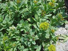 Attēlu rezultāti vaicājumam “Rhodiola rosea flower”