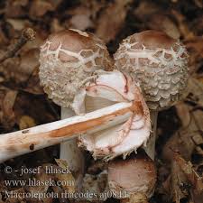 Attēlu rezultāti vaicājumam “Macrolepiota rhacodes var. bohemica”