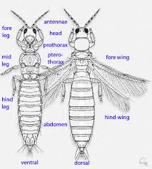 Attēlu rezultāti vaicājumam “Thysanoptera”