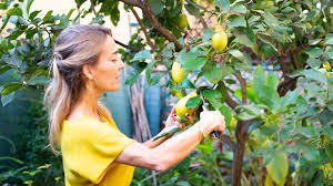Attēlu rezultāti vaicājumam “Allium schoenoprasum fruit”