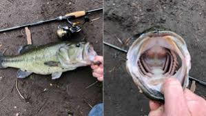 Image result for Prospect Angling Club