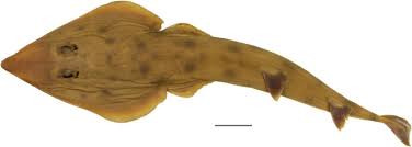 Image result for Acroteriobatus blochii