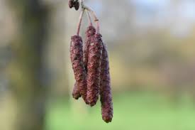 Attēlu rezultāti vaicājumam “Alnus glutinosa bud”