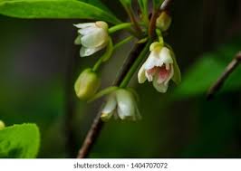 Attēlu rezultāti vaicājumam “Schisandra chinensis flower”