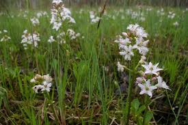 Attēlu rezultāti vaicājumam “Menyanthes trifoliata”