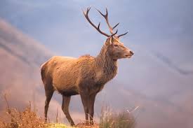 Attēlu rezultāti vaicājumam “Cervus elaphus”