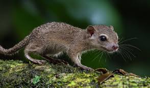 Attēlu rezultāti vaicājumam “Rodentia”