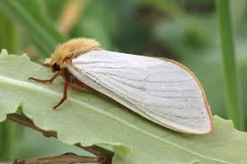 Attēlu rezultāti vaicājumam “Hepialus humuli male”