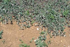 Attēlu rezultāti vaicājumam “Pilosella officinarum bud”