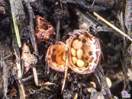 Attēlu rezultāti vaicājumam “Crucibulum laeve”