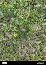 Attēlu rezultāti vaicājumam “Trichophorum cespitosum fruit”