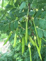 Attēlu rezultāti vaicājumam “Caragana arborescens fruit”