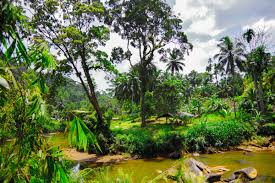 Image result for синхараджа