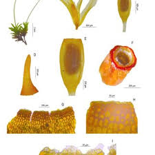 Attēlu rezultāti vaicājumam “Grimmia muehlenbeckii sporophyte”