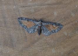 Attēlu rezultāti vaicājumam “Eupithecia icterata”