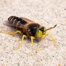 Attēlu rezultāti vaicājumam “Bembix rostrata”