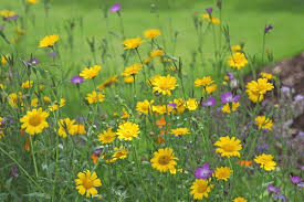 Image result for Chrysanthemum segetum