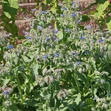 Image result for Borago officinalis