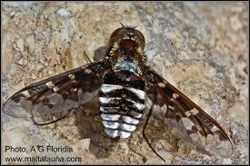 Attēlu rezultāti vaicājumam “Exoprosopa capucina”