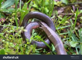 Attēlu rezultāti vaicājumam “Anguis fragilis adult”