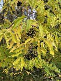 Attēlu rezultāti vaicājumam “Phellodendron amurense flower”
