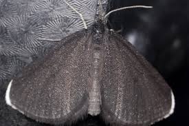 Attēlu rezultāti vaicājumam “Odezia atrata”