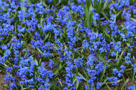 Attēlu rezultāti vaicājumam “Scilla siberica leaf”