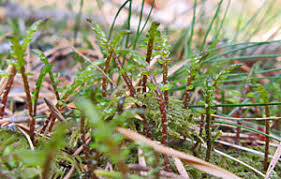 Attēlu rezultāti vaicājumam “Serpoleskea subtilis sporophyte”