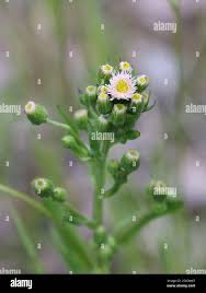 Attēlu rezultāti vaicājumam “Erigeron acris flower”